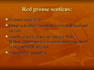 Introducing Red Grouse Scoticus-Lagopus Lagopus scotica- #2