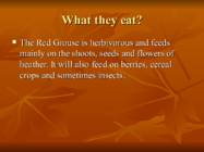Introducing Red Grouse Scoticus-Lagopus Lagopus scotica- #5