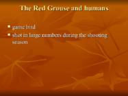 Introducing Red Grouse Scoticus-Lagopus Lagopus scotica- #7