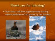 Introducing Red Grouse Scoticus-Lagopus Lagopus scotica- #10