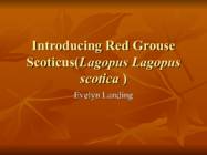 Introducing Red Grouse Scoticus-Lagopus Lagopus scotica-