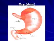 Gastroenteroloogia e-seedeelundite haigused #12
