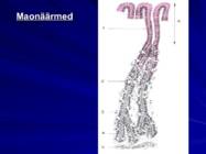 Gastroenteroloogia e-seedeelundite haigused #13