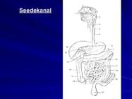 Gastroenteroloogia e-seedeelundite haigused #4