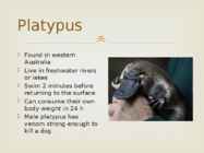 Unusual animals #7