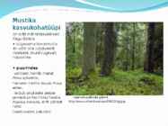 Palumetsad #6