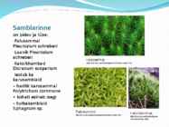 Palumetsad #9
