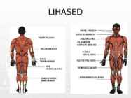 Lihased #7