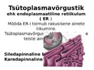 Taime ja looma raku võrdlus #4