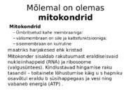 Taime ja looma raku võrdlus #5