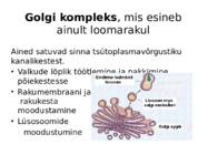 Taime ja looma raku võrdlus #10