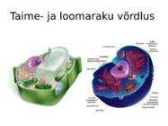 Taime ja looma raku võrdlus
