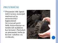 Pruunsüsi #2