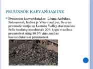 Pruunsüsi #4