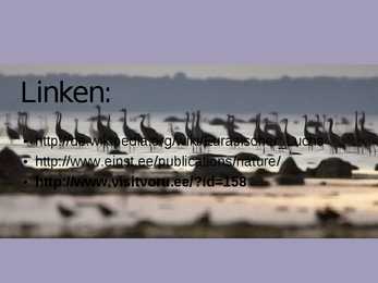 Natur Estlands #12