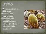 Lestad ja Puugid #2