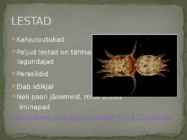 Lestad ja Puugid #3