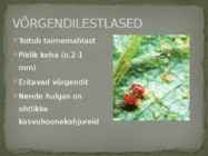 Lestad ja Puugid #5