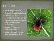 Lestad ja Puugid #7