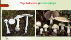 Söögi- ja mürgiseened #2