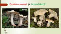Söögi- ja mürgiseened #12