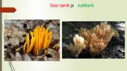 Söögi- ja mürgiseened #14