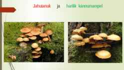 Söögi- ja mürgiseened #4