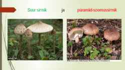 Söögi- ja mürgiseened #8