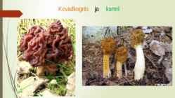 Söögi- ja mürgiseened #10
