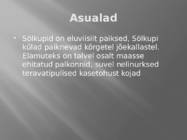 Sölkupid #5