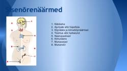 Sisenõrenäärmed ja tuntumad haigused #3