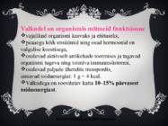 Valgud ja taimne toidusedel esitlus #10