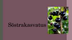 Sõstrakasvatus