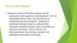 Teepuuõli #3