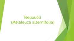 Teepuuõli