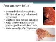 Marutaud veistel #3