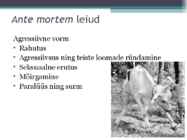 Marutaud veistel #7