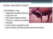 Marutaud veistel #8