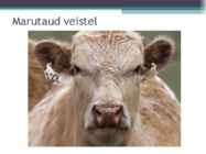 Marutaud veistel