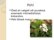 Pohlad #5