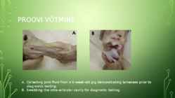 Mycoplasma hyosynoviae #11