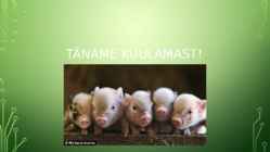 Mycoplasma hyosynoviae #15