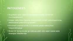 Mycoplasma hyosynoviae #4
