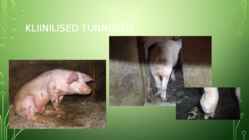 Mycoplasma hyosynoviae #6