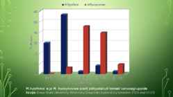 Mycoplasma hyosynoviae #7