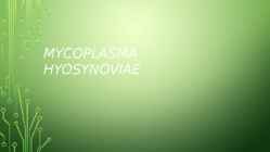 Mycoplasma hyosynoviae
