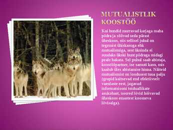 Abistamine-koostöö #5