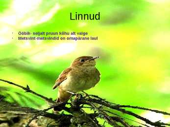 Siirdesoo rahvuspark salumets #11