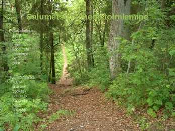 Siirdesoo rahvuspark salumets #12