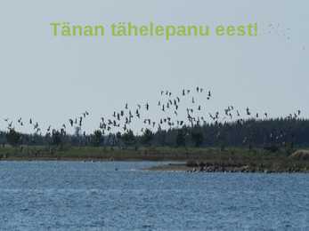 Siirdesoo rahvuspark salumets #17